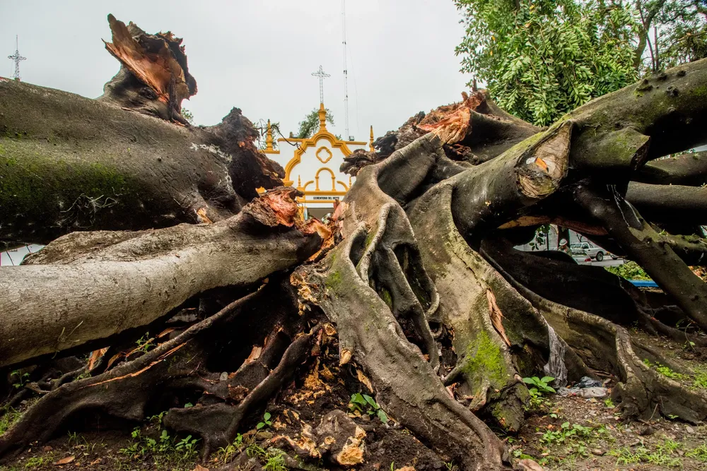 2026 operativo gomero caido (1)